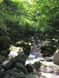 流木ポール 2015/06/13 16:39:11