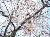 桜始開（さくらはじめてひらく）ＫＦ　5th　モード（流儀）チェンジ　～　最高の喜び　～