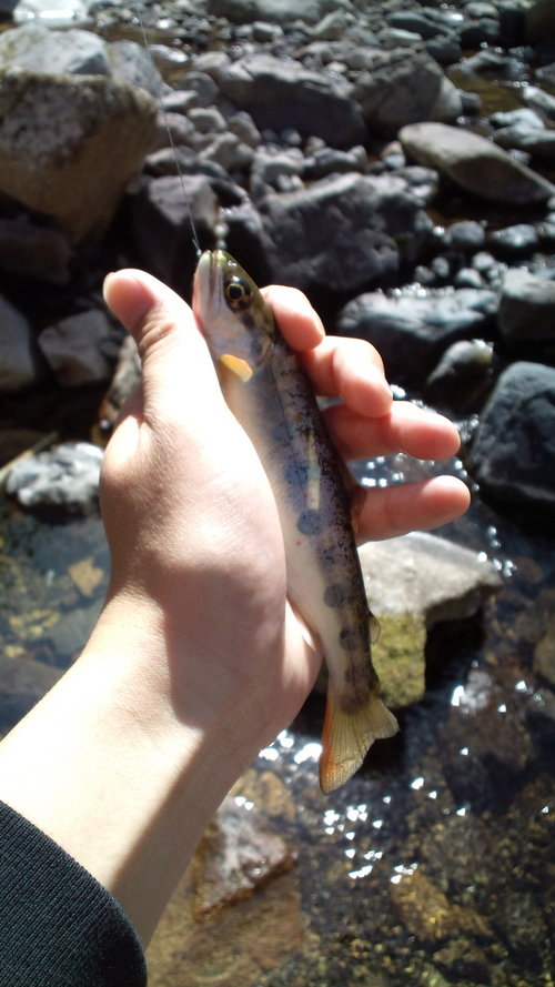 渓流♪北山川水系♪