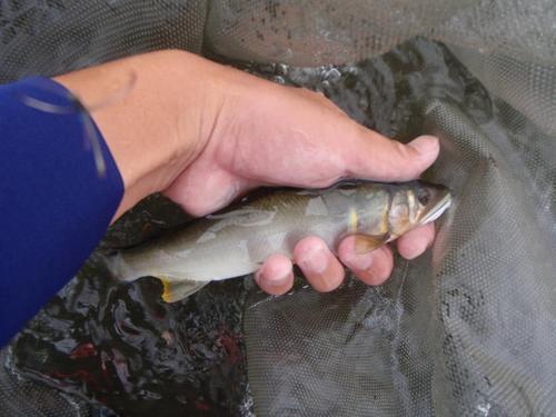 またまた増水の鮎釣り・・・