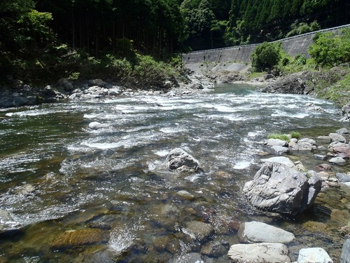 年間１００日釣行日記 珍しい関西河川 鮎釣れた