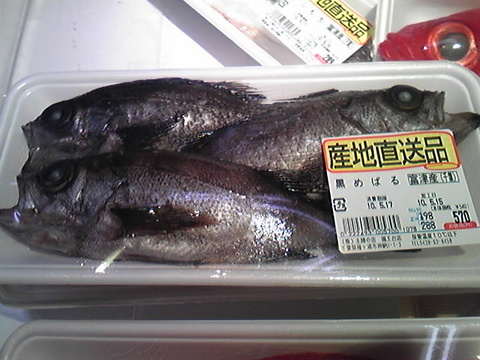 富津産の魚介類の市場価格 内房シーバス メバル釣り
