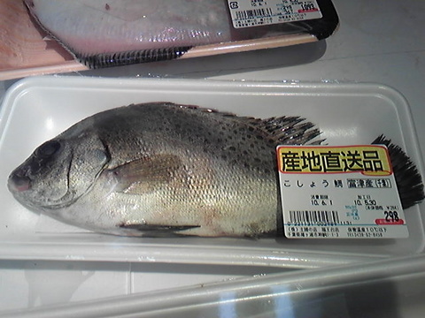 内房シーバス メバル釣り こしょう鯛の市場価格