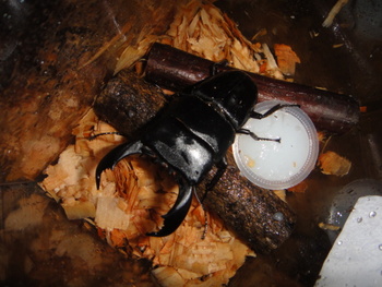 爆漁祭＜2010カブトムシ・クワガタ採集記＜BLACKOUT