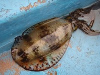 ２０１１年釣り納め＆年末のご挨拶