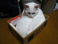 小さくね？