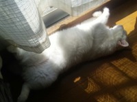 立冬なのに・・・ 2011/11/08 08:36:20