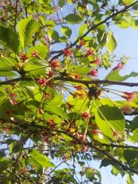 新緑の候 2012/04/24 08:03:05