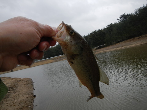 バス③