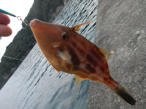 ショアジギング②