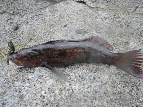 磯ロック⑤大荒れ磯開拓釣行