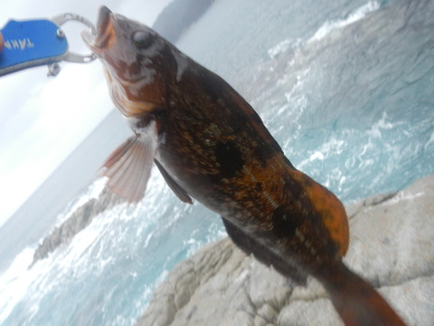 磯ロック⑤大荒れ磯開拓釣行