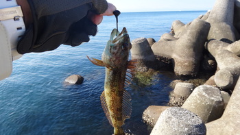 秋イカエギングin佐島