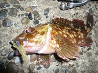 Lock the Rock Fish!!