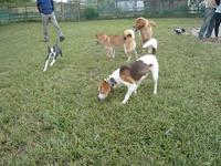 神戸西区で犬を放牧する