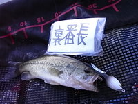 magいきま～す！ 2008/07/24 18:01:51