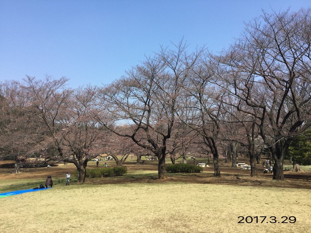 本日の放牧 光が丘公園の桜