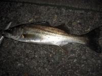 どっぷり浸かる　またまた釣り 2011/06/29 02:19:50