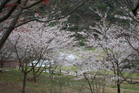 今年初キャンプ① 2010/04/06 06:17:34