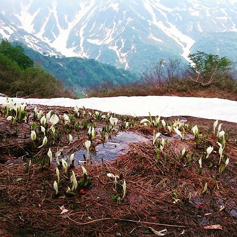 白馬鑓温泉　2015