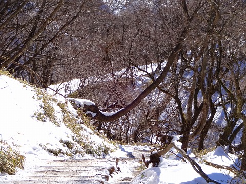 雪の丹沢で歩き初め