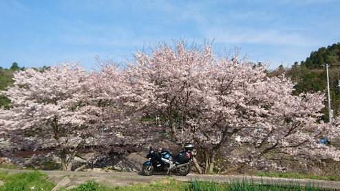 桜朝駆け