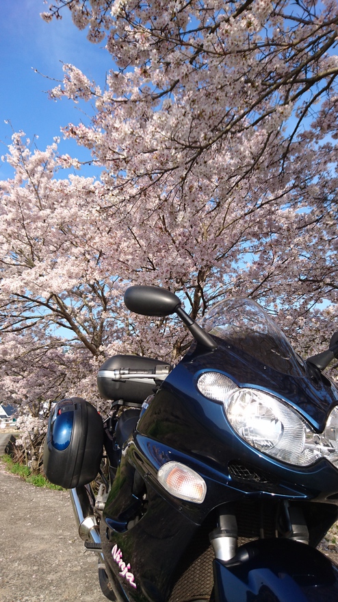 桜朝駆け