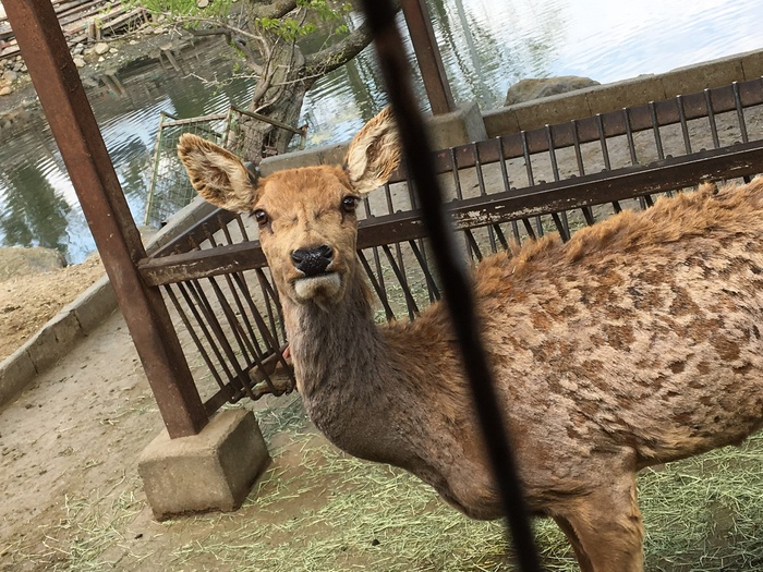 GWは新緑のキャンプラビット2017　②