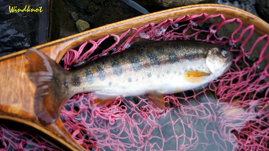 今季初イワナにも会えた