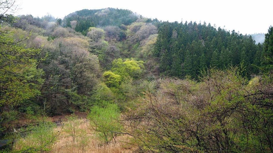 平成ラストヤマメ