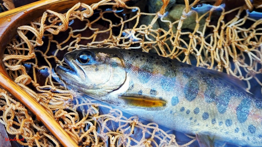 小渓流のヤマメ釣り