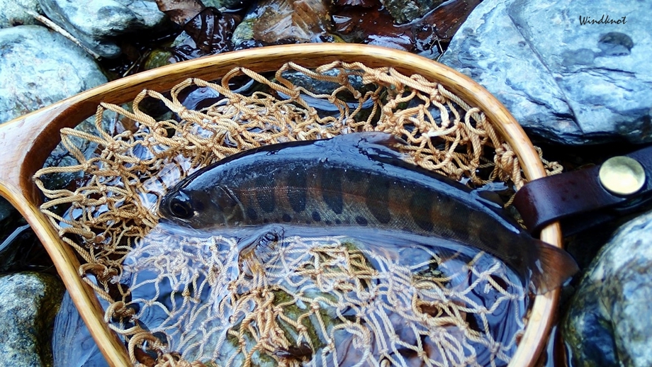 小渓流のヤマメ釣り