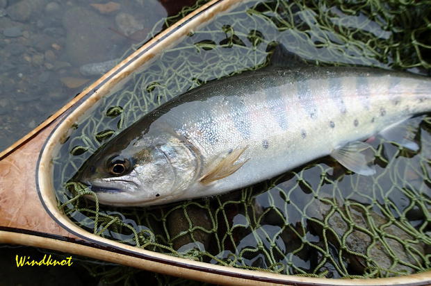 神流川で解禁釣行