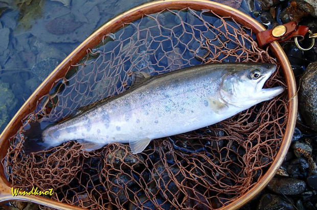 続解禁釣行