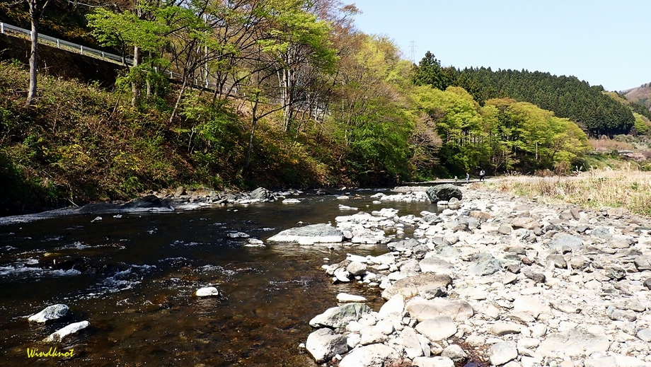 瀬のヤマメはヤル気いっぱい！