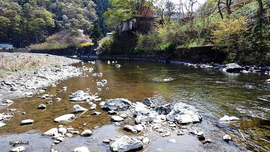 瀬のヤマメはヤル気いっぱい！