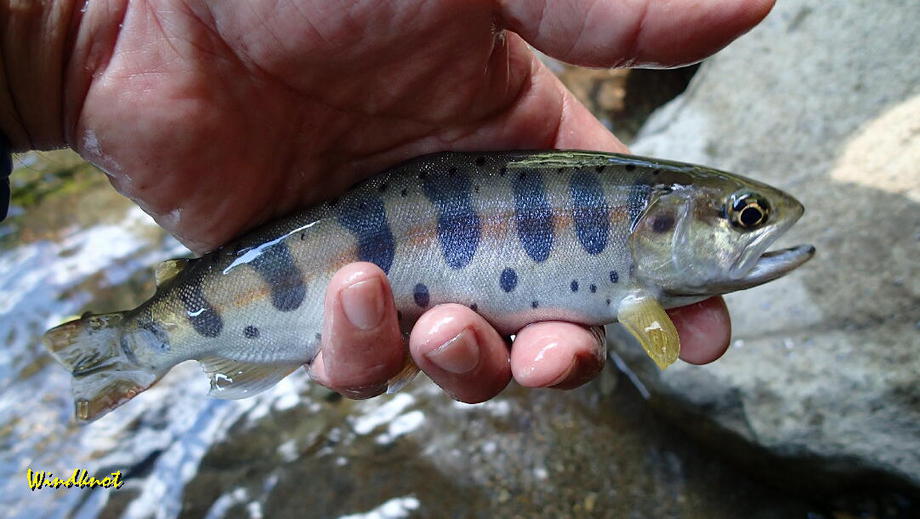群馬の渓流釣り納め