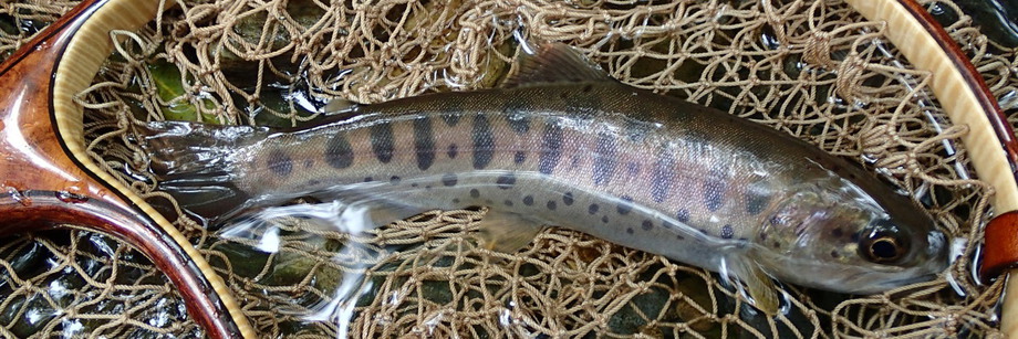 最終釣行であわやの〇〇〇