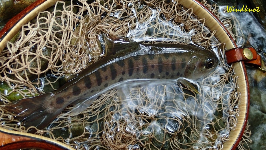 最終釣行であわやの〇〇〇
