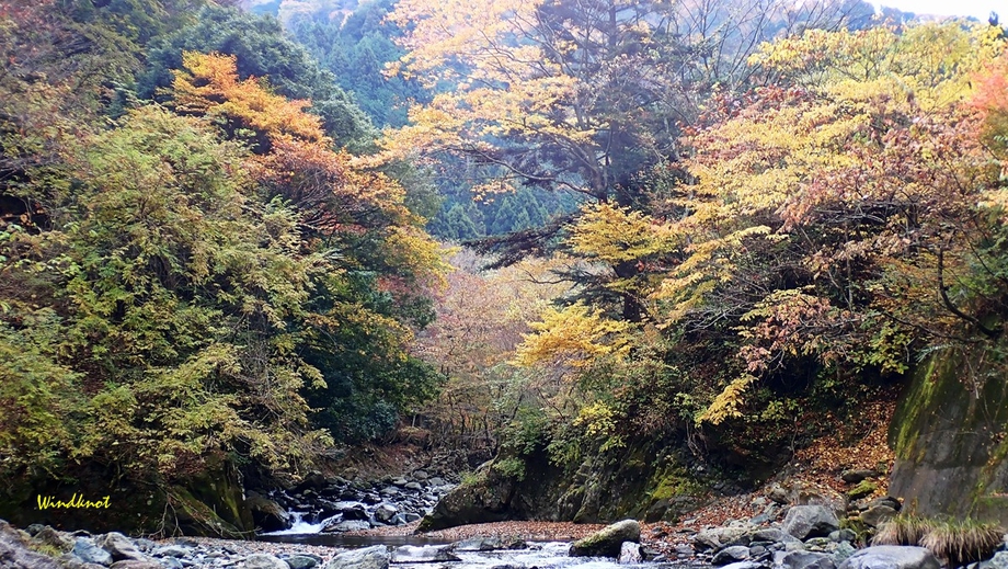 紅葉まっ盛りの丹沢ホーム