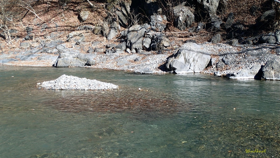 上野村冬季釣り場