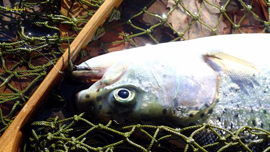 上野村冬季釣り場