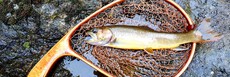 小雨の本谷毛ばり釣り専用区