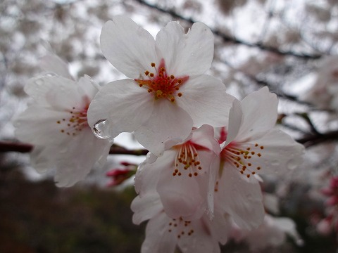 吉例　お花見キャンプ　2013