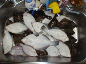 　10 カレイ釣り　6 in 青森・津軽海峡　