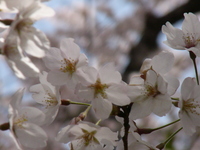 お花見