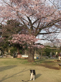 桜吹雪