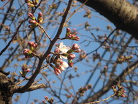 つぼみ(桜）