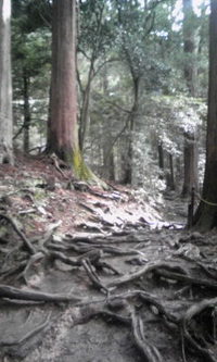 木の根道 2009/01/05 14:34:01