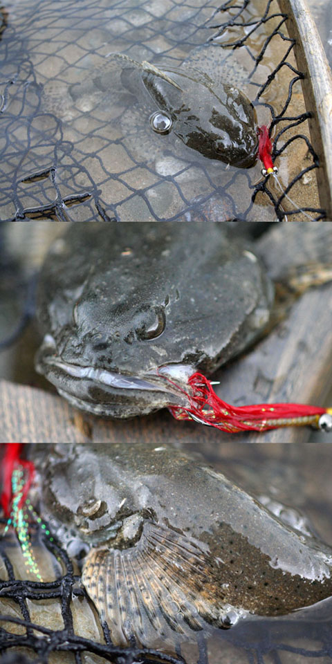 アユカケ釣り